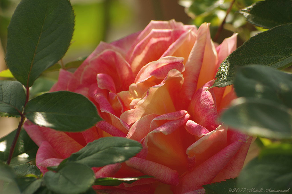 Fotografie afbeelding "Rose" door Natali Antonovich | Archief/Foto Voorraad.