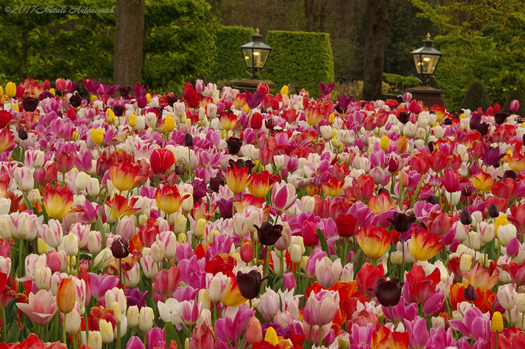 Album  "Unforgetable Keukenhof" | Photography image "Flowers" by Natali Antonovich in Photostock.