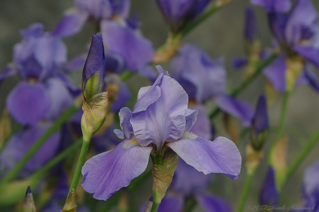 Фота выява "Irises" ад Natali Антонавіч | Архіў/Банк Фотаздымкаў.