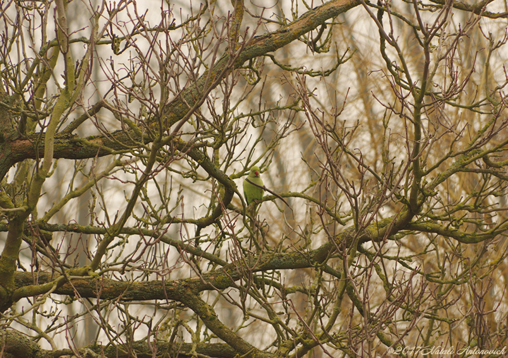 Album "A parrot" | Fotografiebild "Vögel" von Natali Antonovich im Sammlung/Foto Lager.