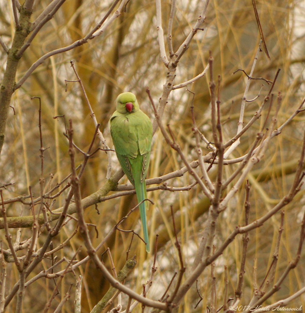 Album "A parrot" | Fotografiebild "Belgien" von Natali Antonovich im Sammlung/Foto Lager.