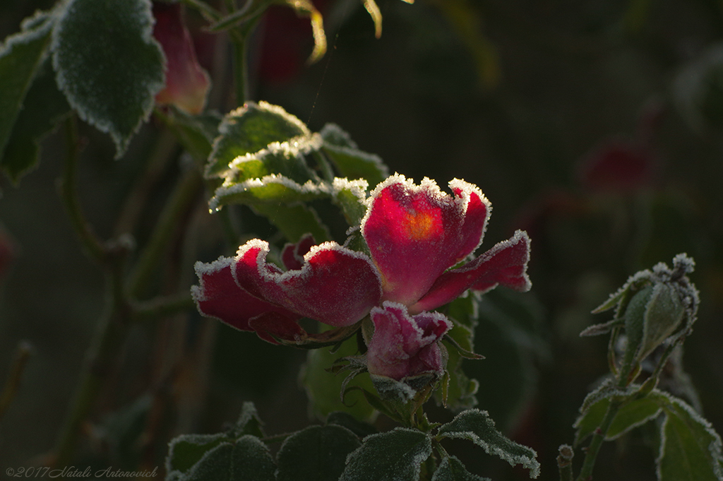 Album "Rose" | Fotografiebild "Blumen" von Natali Antonovich im Sammlung/Foto Lager.