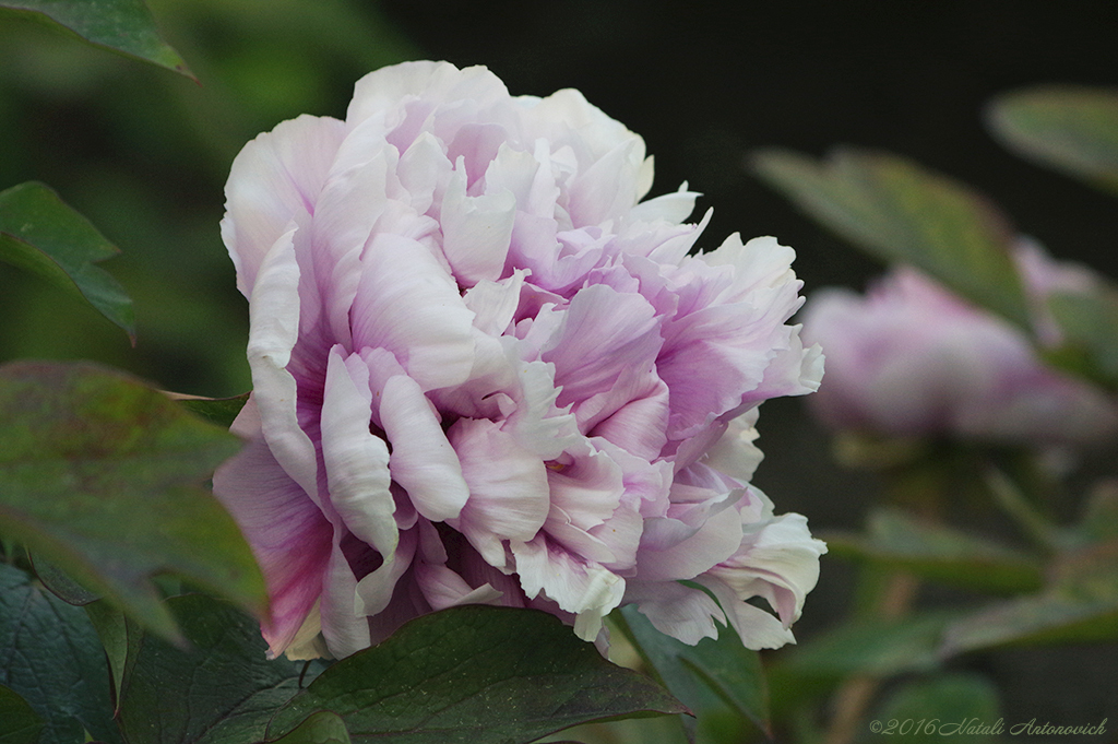 Album "Pion" | Image de photographie "Fleurs" de Natali Antonovich en photostock.