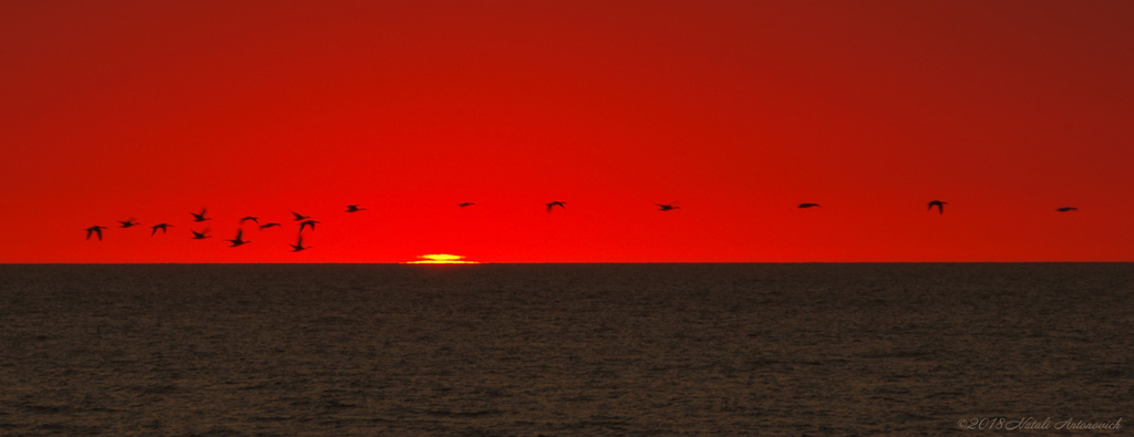 Album "Celestial mood" | Fotografie afbeelding "Vogels" door Natali Antonovich in Archief/Foto Voorraad.