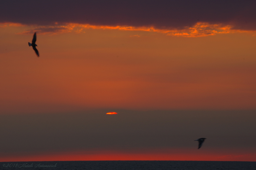 Album  "Celestial mood" | Photography image "Belgian Coast" by Natali Antonovich in Photostock.