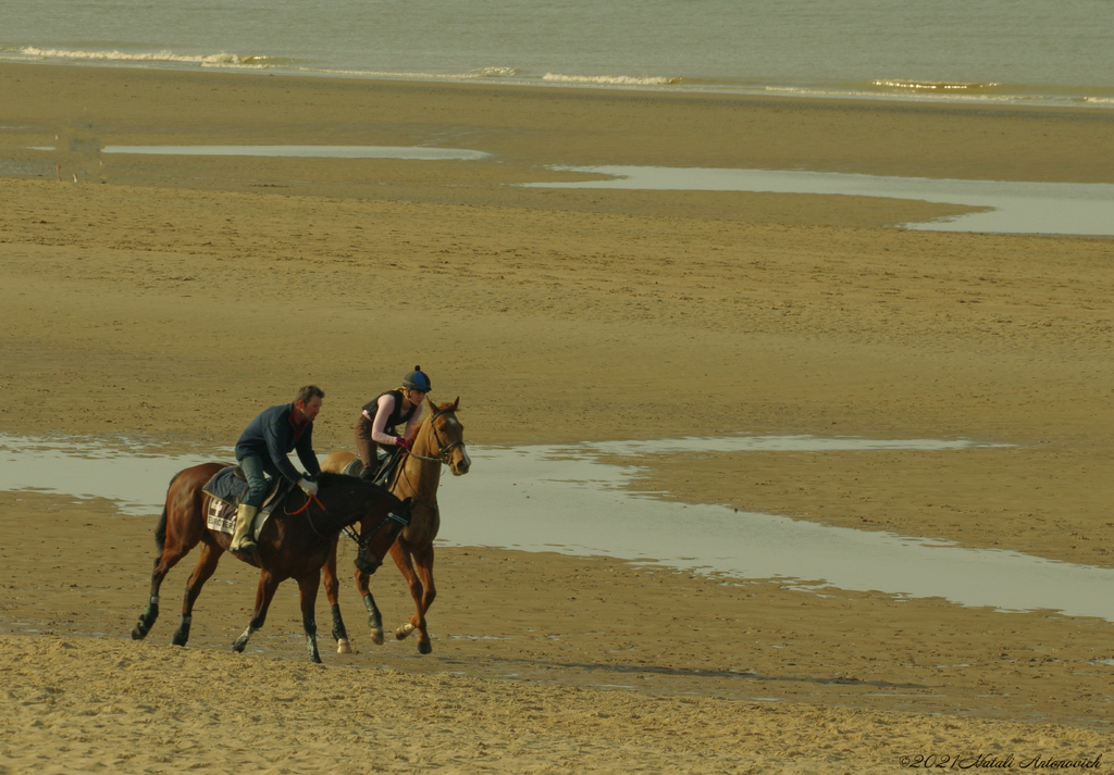 Album  " Belgian Coast" | Photography image "Belgian Coast" by Natali Antonovich in Photostock.