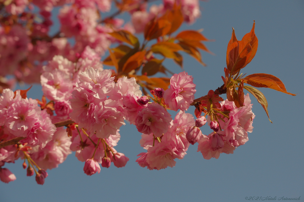 Album  "Image without title" | Photography image " Spring" by Natali Antonovich in Photostock.