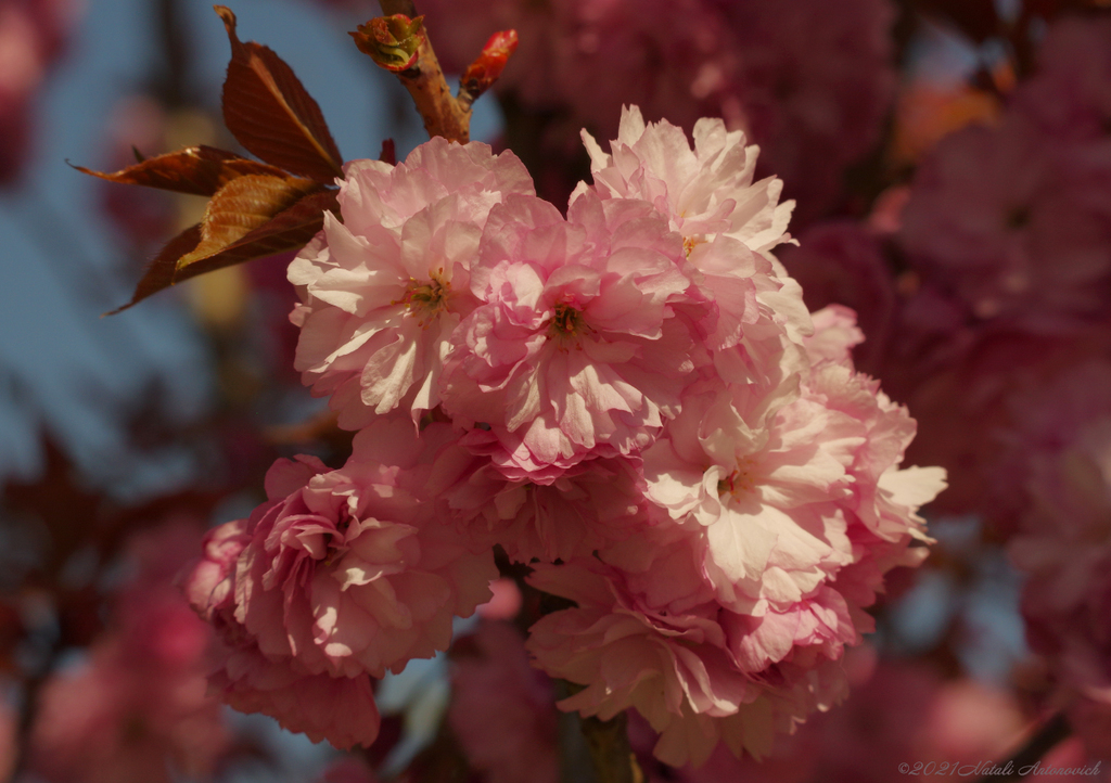 Album "Image sans titre" | Image de photographie "Printemps" de Natali Antonovich en photostock.