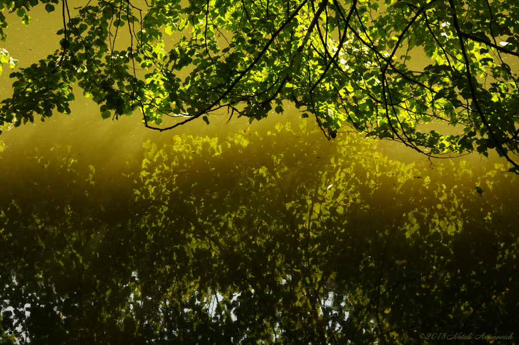 Album "Image sans titre" | Image de photographie "Water Gravitation" de Natali Antonovich en photostock.