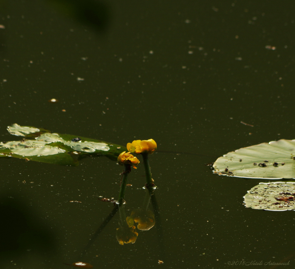 Album "Afbeelding zonder titel" | Fotografie afbeelding "Bloemen" door Natali Antonovich in Archief/Foto Voorraad.