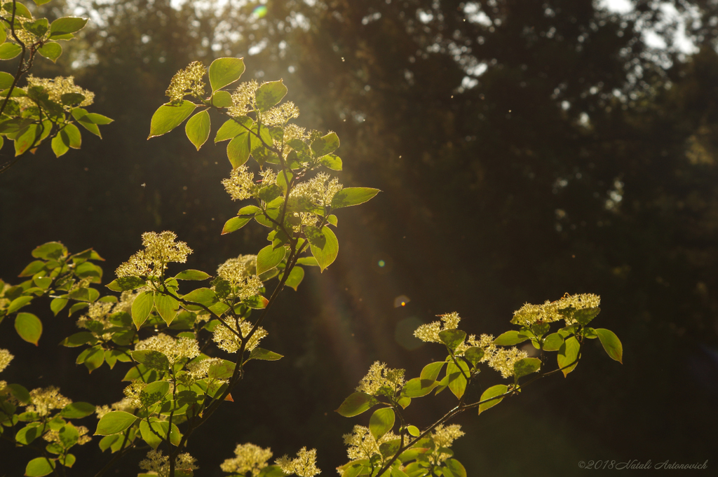 Album  "Image without title" | Photography image " Spring" by Natali Antonovich in Photostock.