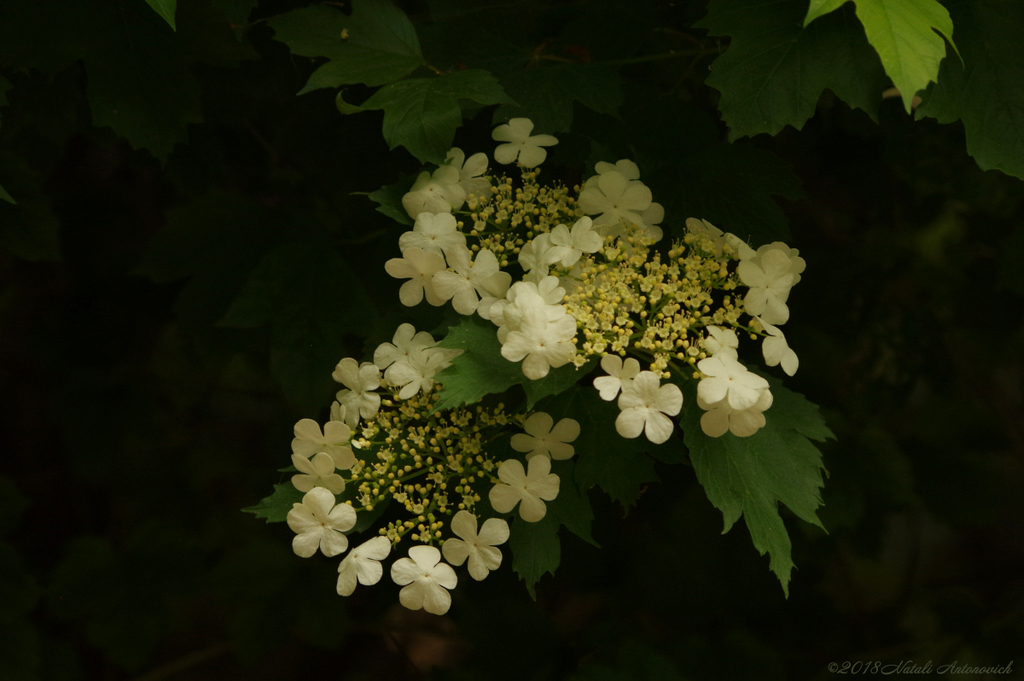 Album "Bild ohne Titel" | Fotografiebild "Frühling" von Natali Antonovich im Sammlung/Foto Lager.