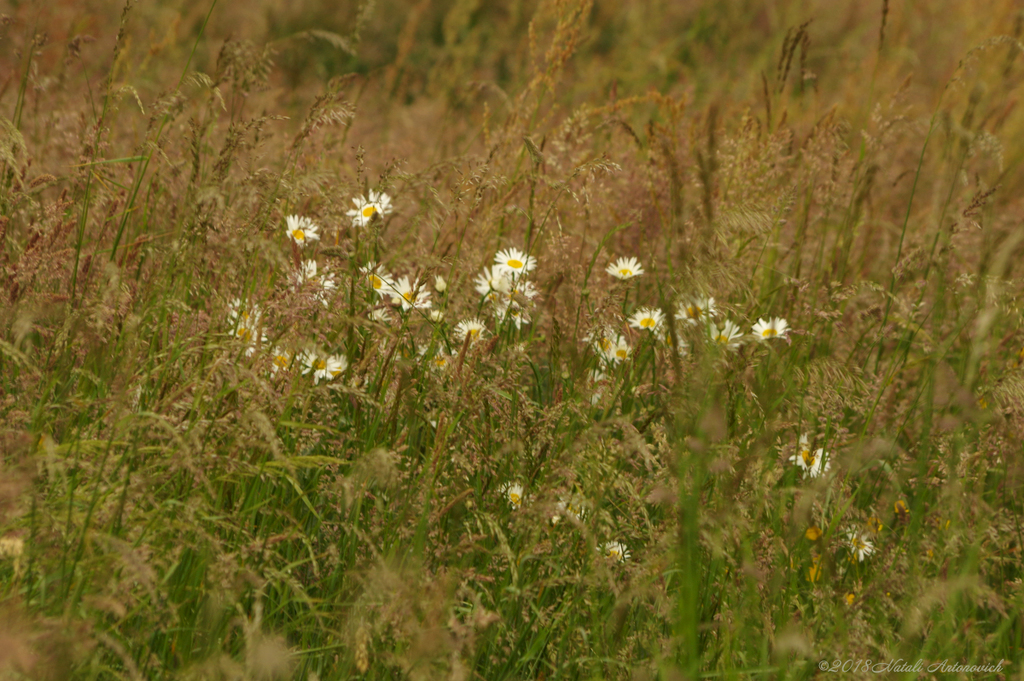 Album "Bild ohne Titel" | Fotografiebild "Blumen" von Natali Antonovich im Sammlung/Foto Lager.