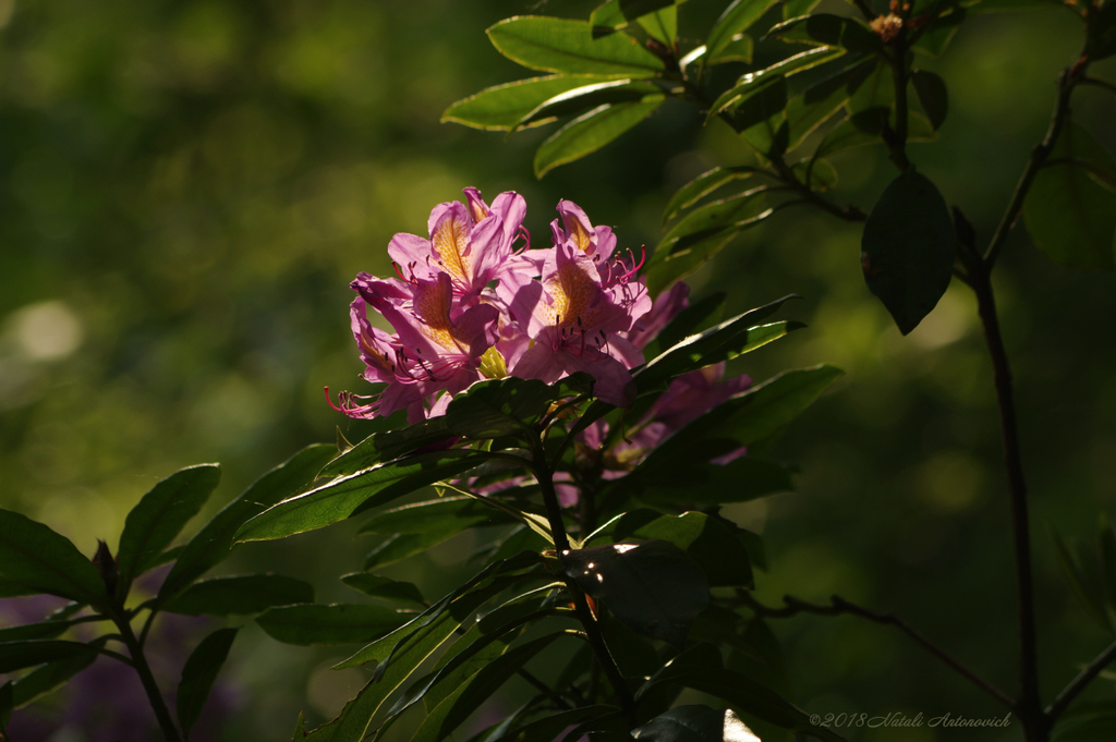 Album  "Image without title" | Photography image " Spring" by Natali Antonovich in Photostock.