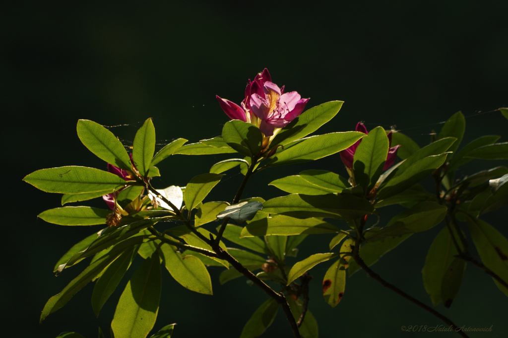 Album  "Image without title" | Photography image " Spring" by Natali Antonovich in Photostock.