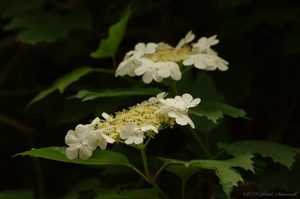 Album "Image sans titre" | Image de photographie "Printemps" de Natali Antonovich en photostock.