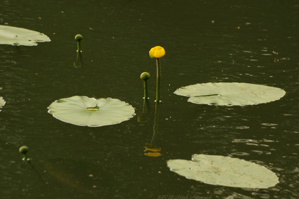 Album "Bild ohne Titel" | Fotografiebild "Blumen" von Natali Antonovich im Sammlung/Foto Lager.