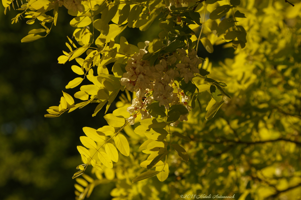 Album "Bild ohne Titel" | Fotografiebild "Frühling" von Natali Antonovich im Sammlung/Foto Lager.