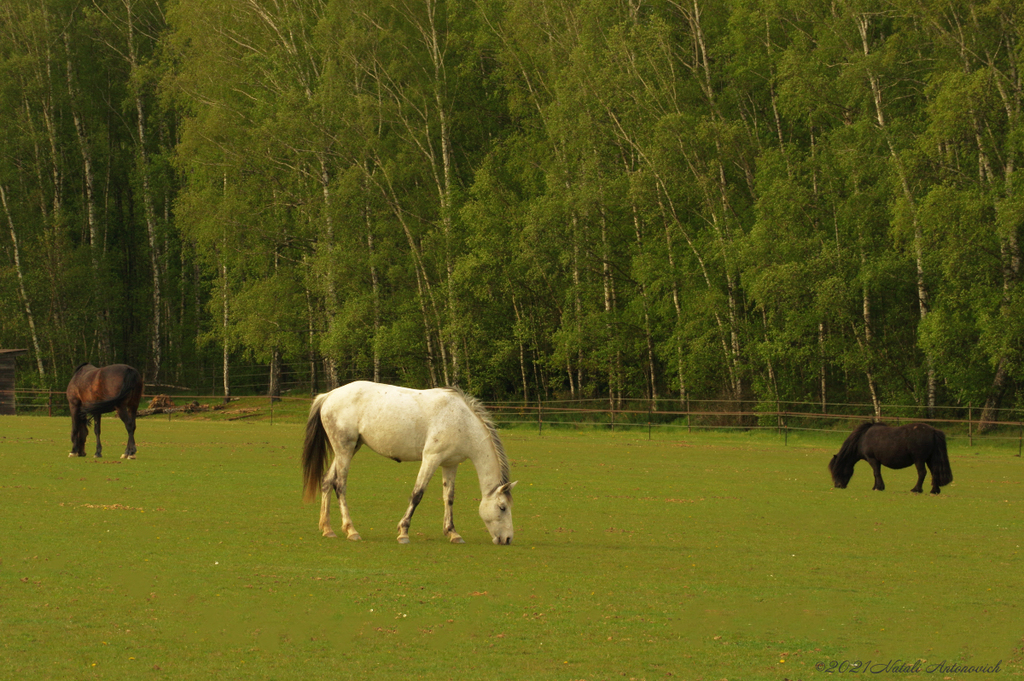 Image de photographie "Belgium" de Natali Antonovich | Photostock.