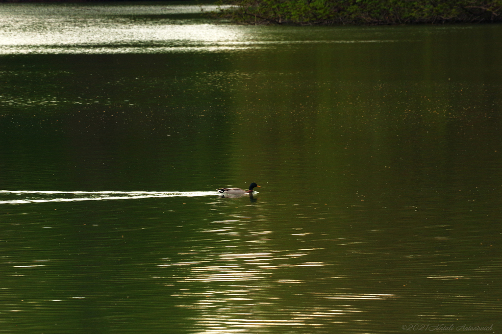 Album  "Belgium" | Photography image "Birds" by Natali Antonovich in Photostock.