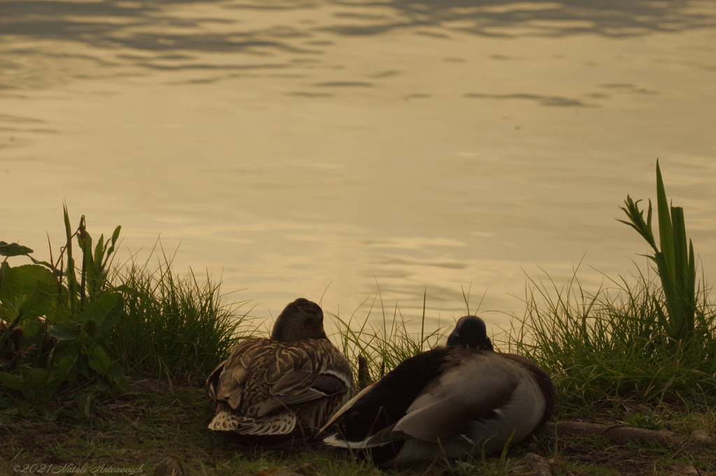 Album "Afbeelding zonder titel" | Fotografie afbeelding "Vogels" door Natali Antonovich in Archief/Foto Voorraad.