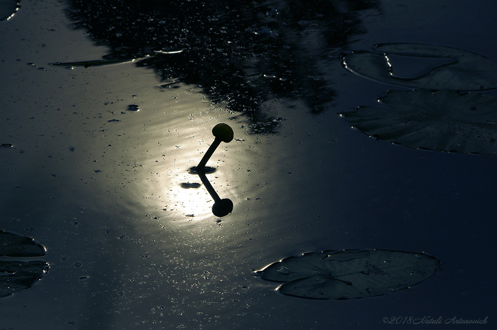 Album "Bild ohne Titel" | Fotografiebild "Water Gravitation" von Natali Antonovich im Sammlung/Foto Lager.