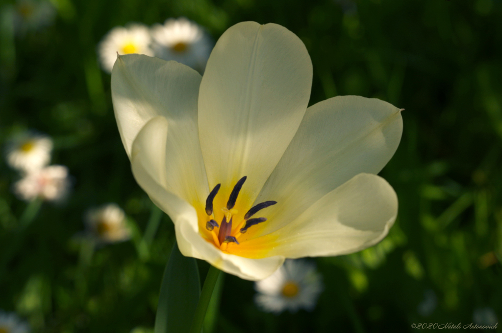 Fotografie afbeelding "Tulip" door Natali Antonovich | Archief/Foto Voorraad.