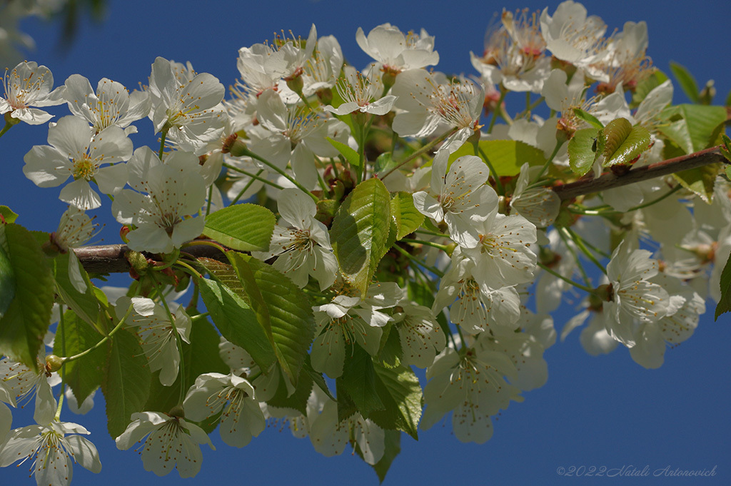 Альбом "Spring" | Фотография "Весна" от Натали Антонович в Архиве/Банке Фотографий