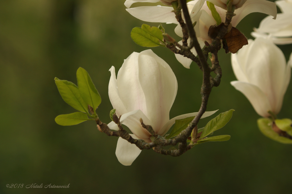Фота выява "Magnolia" ад Natali Антонавіч | Архіў/Банк Фотаздымкаў.