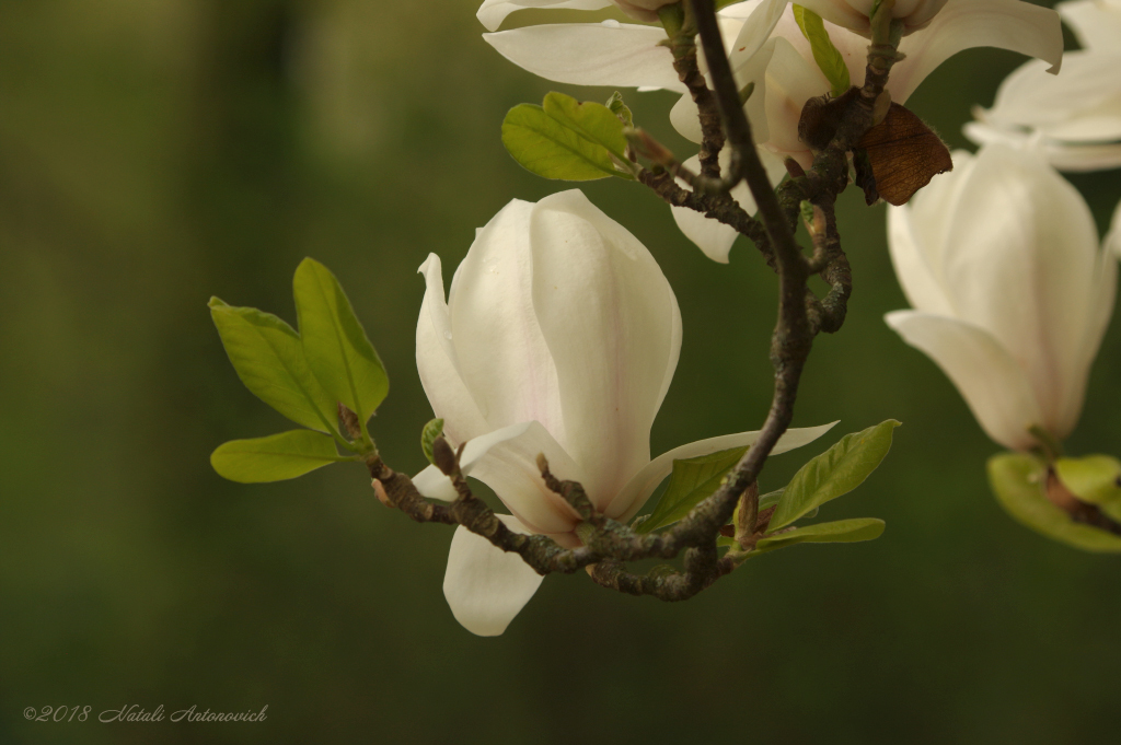 Альбом "Magnolia" | Фота выява " Вясна" ад Natali Антонавіч у Архіве/Банке Фотаздымкаў.