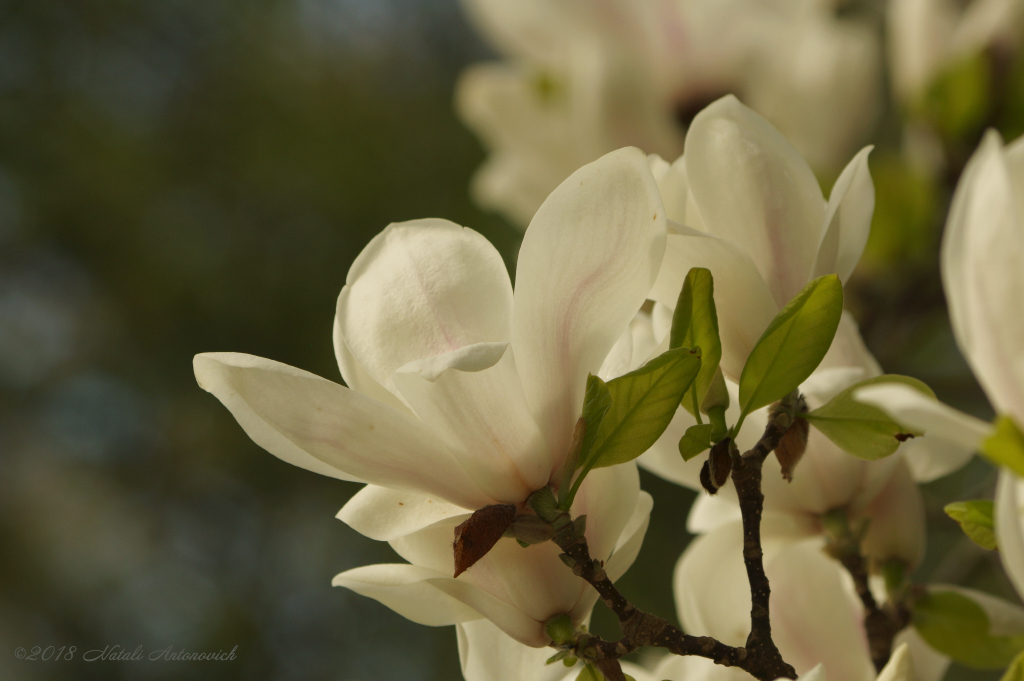 Fotografie afbeelding "Magnolia" door Natali Antonovich | Archief/Foto Voorraad.