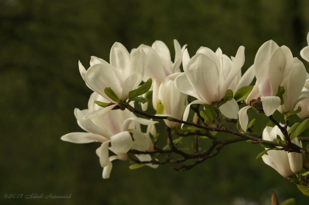 Album "Magnolia" | Fotografie afbeelding "Lente" door Natali Antonovich in Archief/Foto Voorraad.