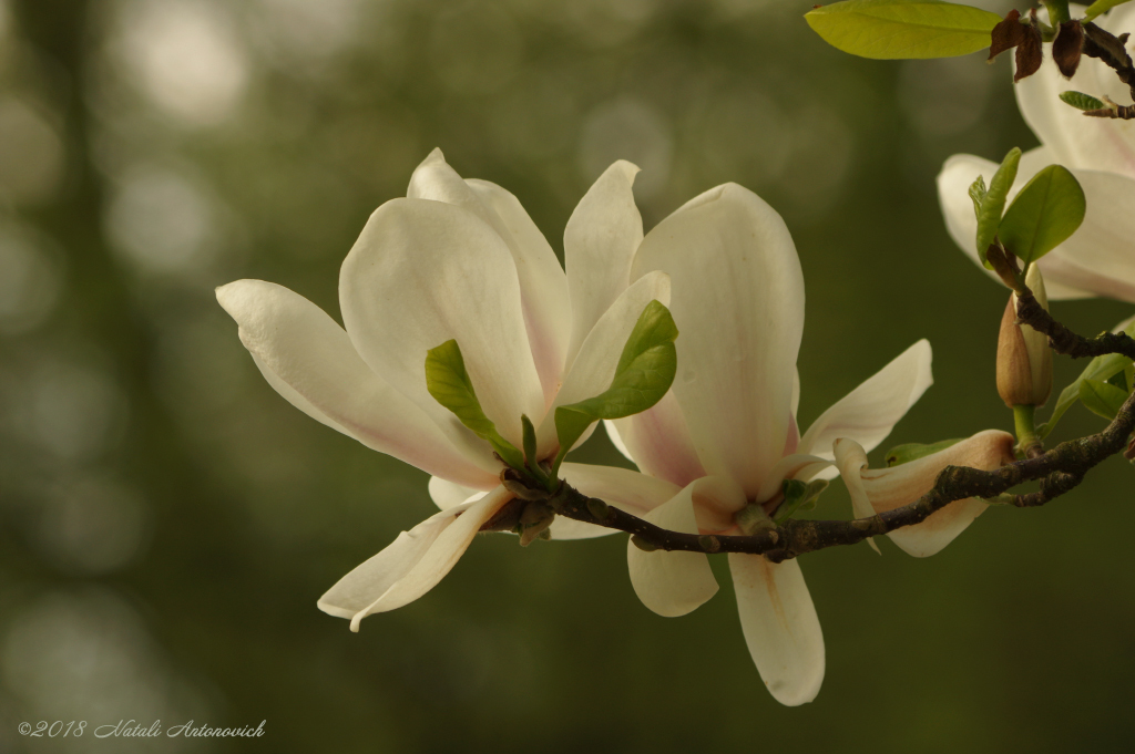 Альбом "Magnolia" | Фота выява " Вясна" ад Natali Антонавіч у Архіве/Банке Фотаздымкаў.