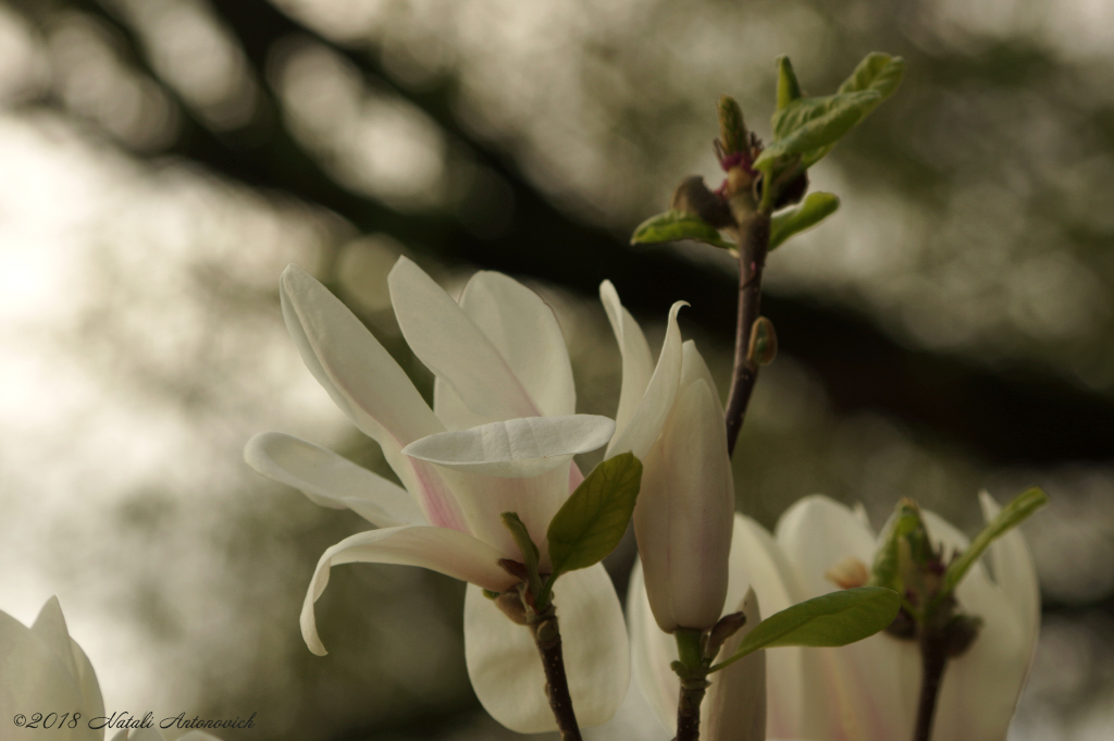 Album "Magnolia" | Fotografie afbeelding "Lente" door Natali Antonovich in Archief/Foto Voorraad.