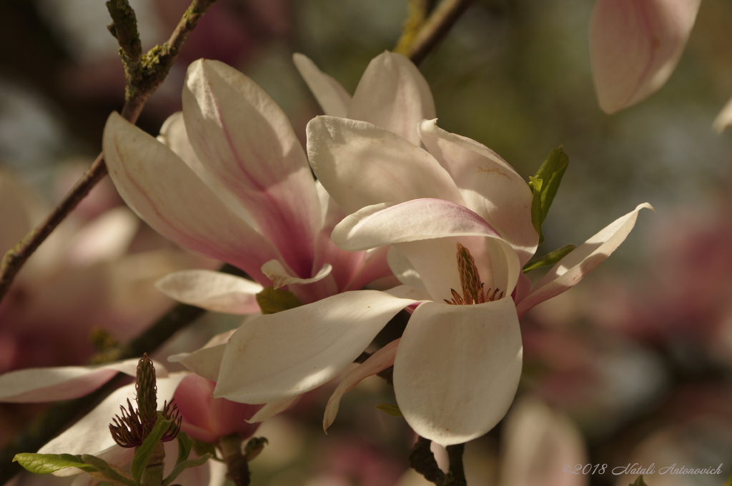 Album "Magnolia" | Fotografie afbeelding "Lente" door Natali Antonovich in Archief/Foto Voorraad.