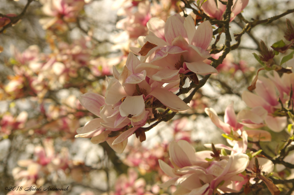 Фота выява "Magnolia" ад Natali Антонавіч | Архіў/Банк Фотаздымкаў.