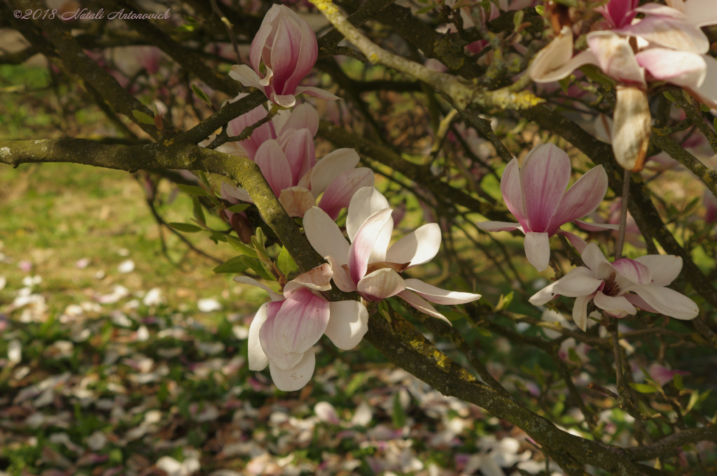 Album "Magnolia" | Fotografie afbeelding "Lente" door Natali Antonovich in Archief/Foto Voorraad.