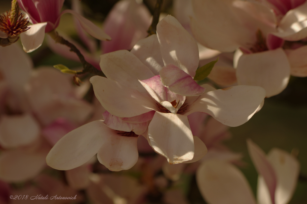 Fotografie afbeelding "Magnolia" door Natali Antonovich | Archief/Foto Voorraad.