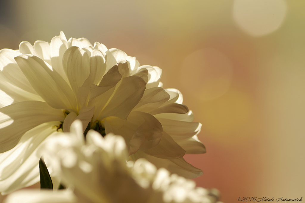 Album "Chrysanthemen" | Fotografiebild "Blumen" von Natali Antonovich im Sammlung/Foto Lager.