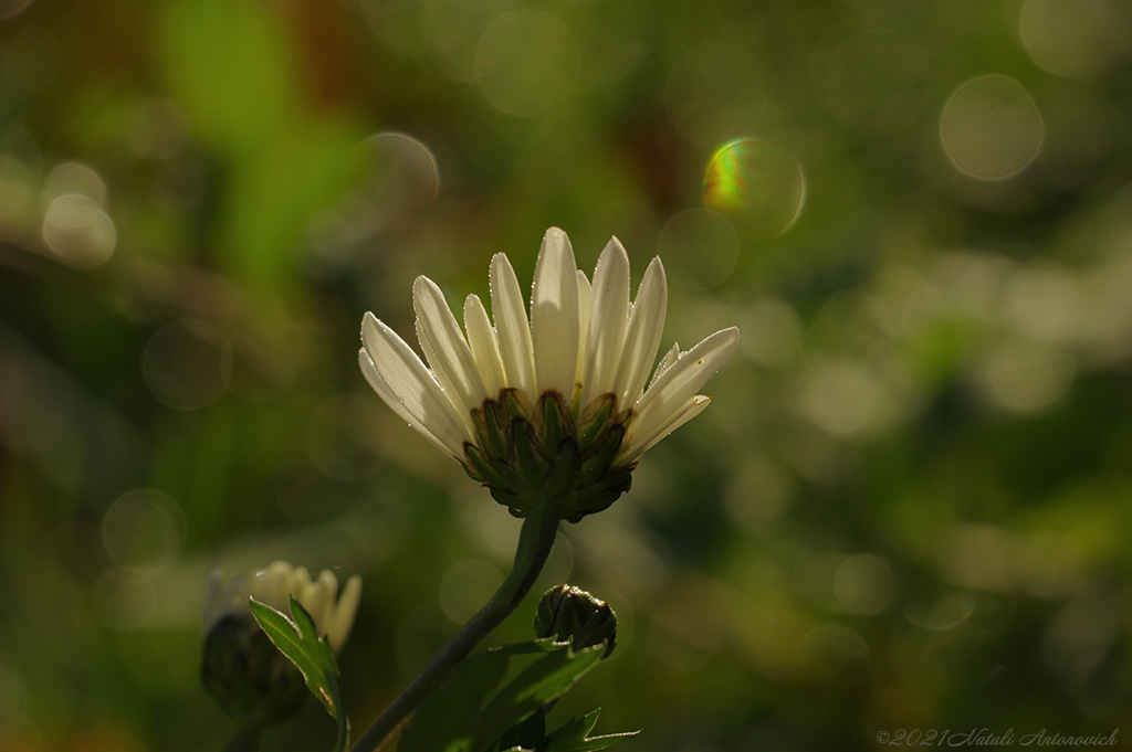 Album "Chrysanten" | Fotografie afbeelding "Parallellen" door Natali Antonovich in Archief/Foto Voorraad.