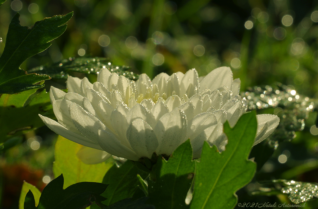 Image de photographie "Chrysanthèmes" de Natali Antonovich | Photostock.