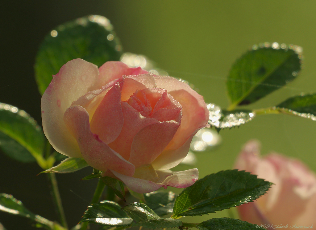 Album  "Roses" | Photography image "Water Gravitation" by Natali Antonovich in Photostock.