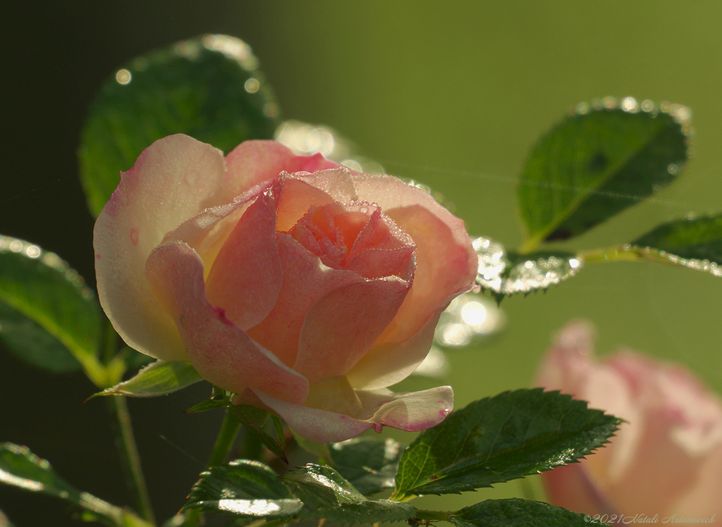 Album "Rosen" | Fotografiebild "Blumen" von Natali Antonovich im Sammlung/Foto Lager.