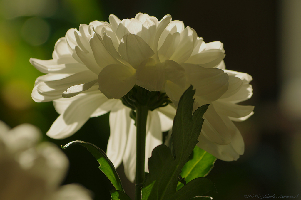 Album  "Chrysanthemums" | Photography image "Flowers" by Natali Antonovich in Photostock.