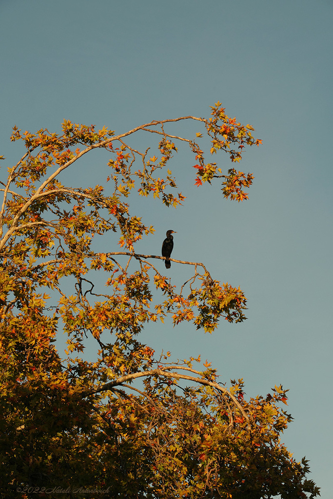 Photography image "Cormorant" by Natali Antonovich | Photostock.