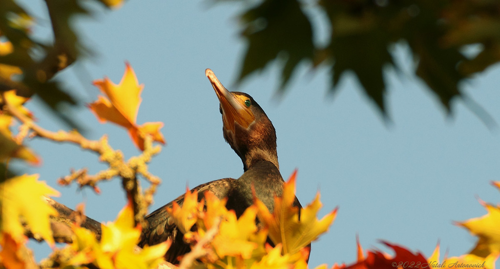 Album "Kormoran" | Fotografiebild "Vögel" von Natali Antonovich im Sammlung/Foto Lager.