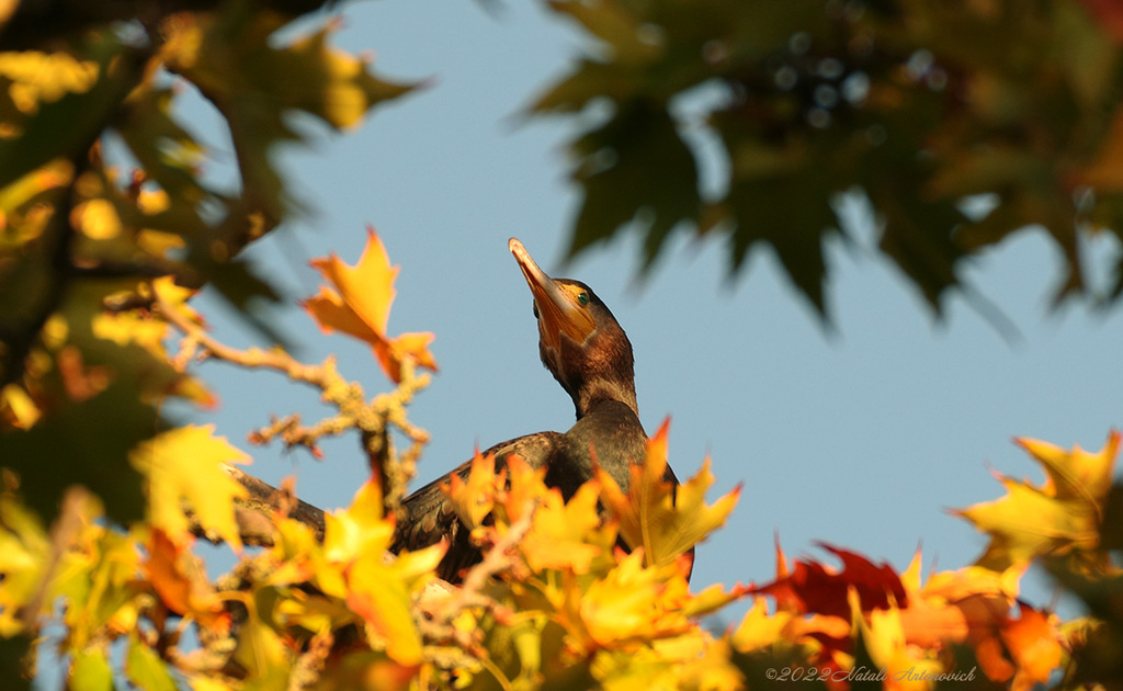 Album  "Cormorant" | Photography image "Birds" by Natali Antonovich in Photostock.