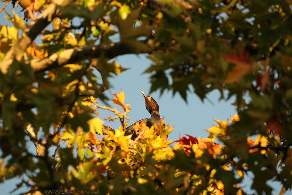 Album "Cormoran" | Image de photographie "Belgique" de Natali Antonovich en photostock.