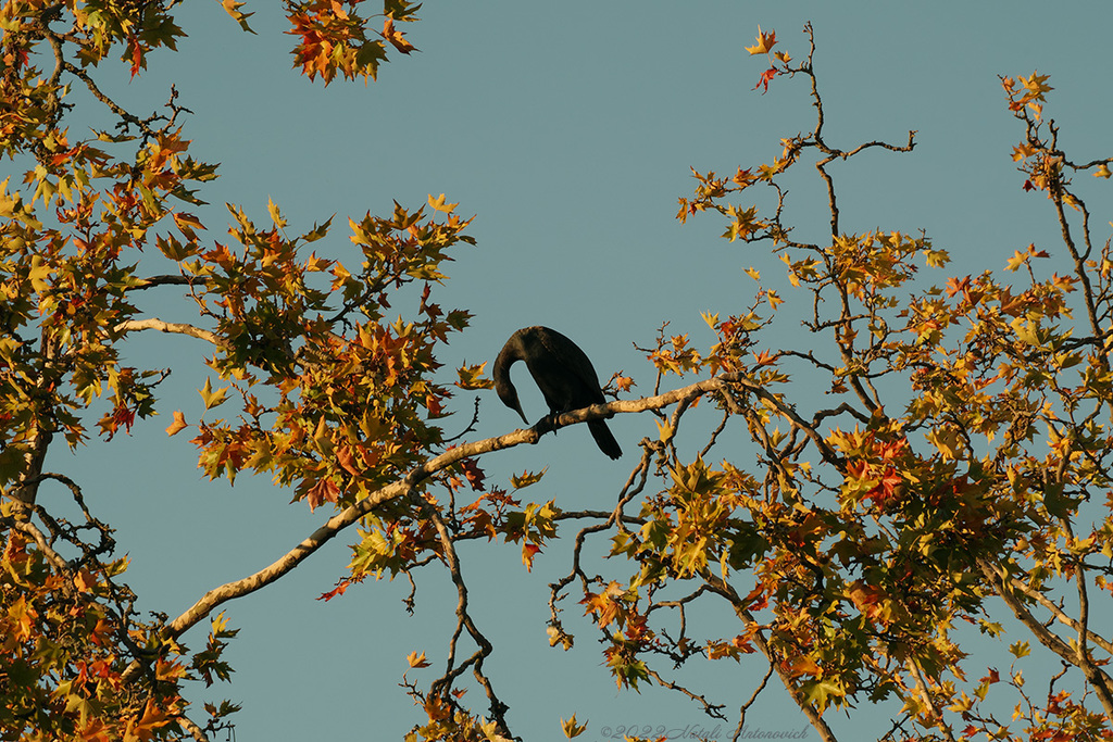 Album "Cormoran" | Image de photographie "Des oiseaux" de Natali Antonovich en photostock.