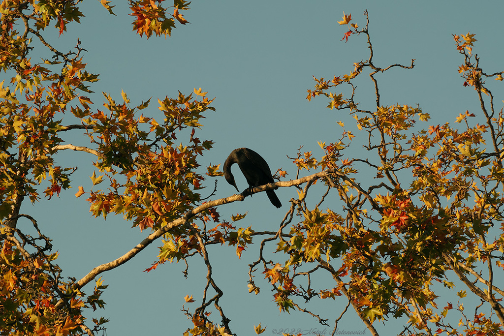 Album "Kormoran" | Fotografiebild "Vögel" von Natali Antonovich im Sammlung/Foto Lager.